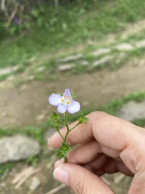 佛氏通泉草