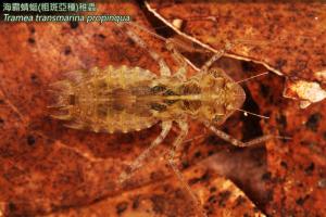 14-49 海霸蜻蜓(粗斑亞種)