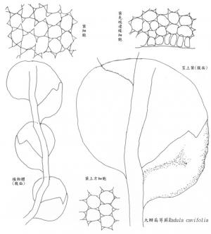 大瓣扁萼蘚