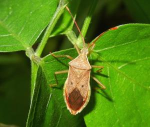 #1093  嘉義同緣椿Homoeocerus (Tliponius) pallidulus Blöte, 1936