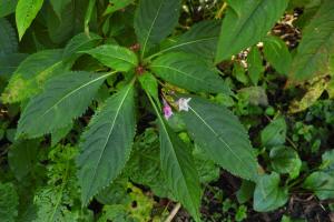 棣慕華鳳仙花