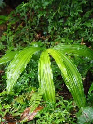 綠花肖頭蕊蘭