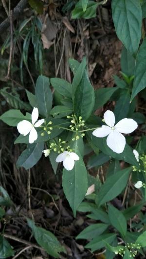 華八仙(華南分布)