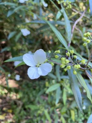 華八仙(華南分布)