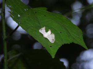 黑點白蠶蛾