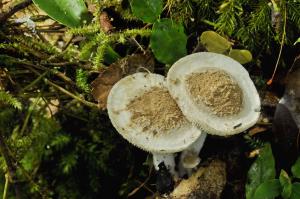 Asterophora lycoperdoides(星孢寄生菇)