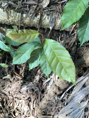 小花鼠刺