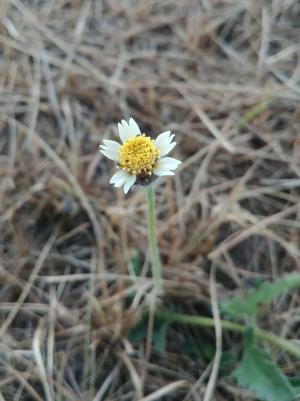 長柄菊