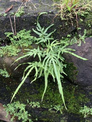 井欄邊草 (鳳尾蕨)