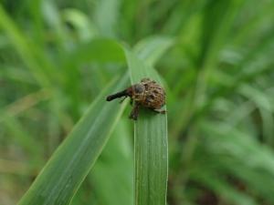 Sternechosomus octotuberculatus