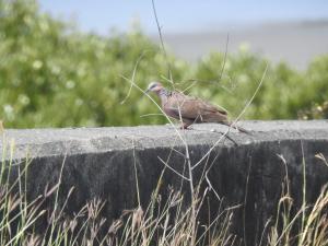 珠頸斑鳩