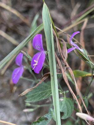 槍刀菜