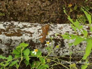 Chocolate Pansy