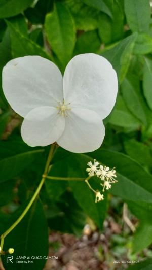 華八仙(華南分布)