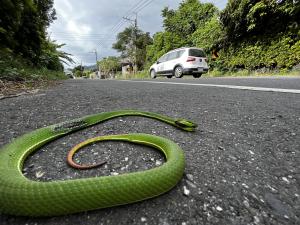 赤尾青竹絲