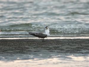 鳳頭燕鷗