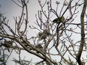 紅頭綠鳩