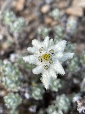 玉山薄雪草