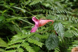 紫花鳳仙花