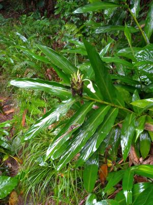 野薑花