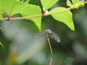 溪神蜻蜓