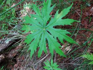 高山破傘菊