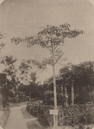 斑芝樹