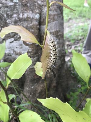 青黃枯葉蛾 台灣亞種