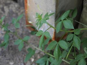 皺子白花菜