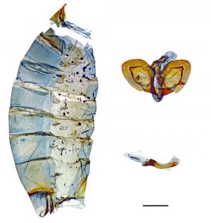 Papilio clytia Linnaeus, 1758 大斑鳳蝶