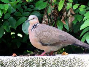 珠頸斑鳩