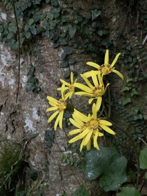 臺灣山菊