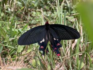 大紅紋鳳蝶