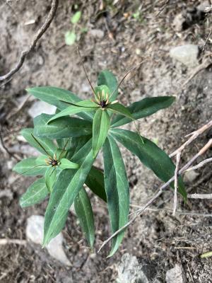 狹葉七葉一枝花