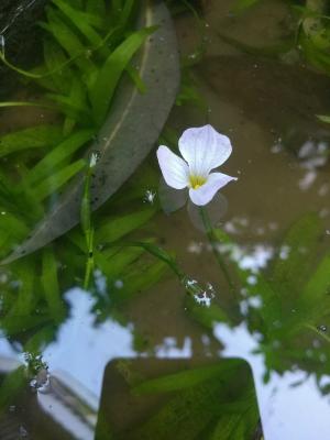 水車前草