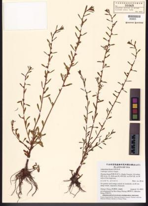 Ludwigia curtissii Chapm._標本_BRCM 7808