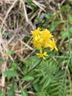 一枝黄花 (金鎖 野黄菊)