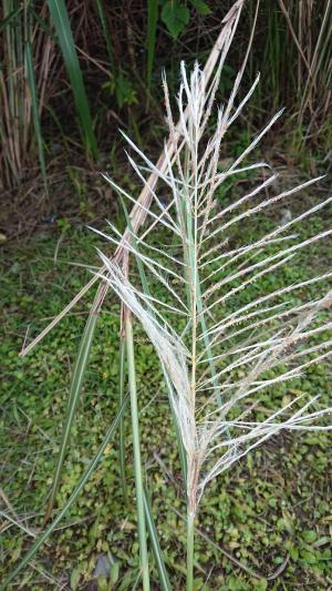 甜根子草