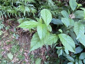 臺灣山桂花