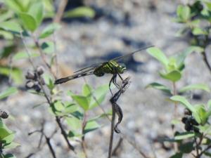 狹腹灰蜻 (杜松蜻蜓)