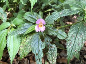 紫花鳳仙花