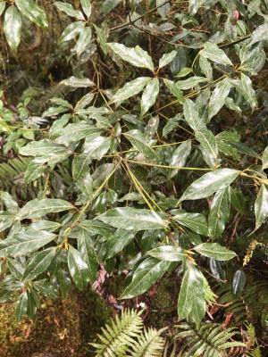 高山新木薑子