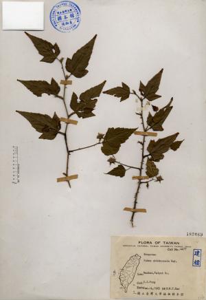 Rubus shinkoensis Hay._標本_BRCM 4513