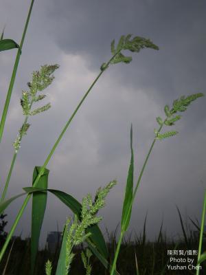 芒稷 (光頭稗)