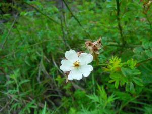 高山薔薇