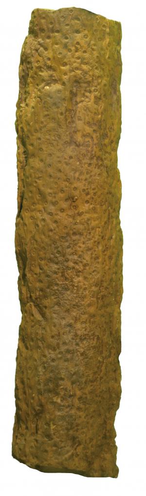 鱗木化石