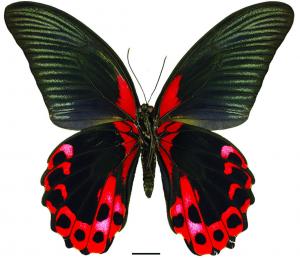 Papilio rumanzovia Eschscholtz, 1821 紅斑大鳳蝶