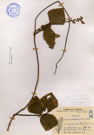 Pueraria phaseoloides (Roxb.) Benth._標本_BRCM 4182