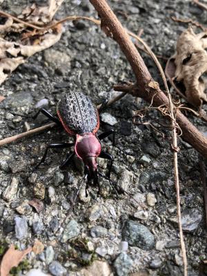 台灣擬食蝸步行蟲