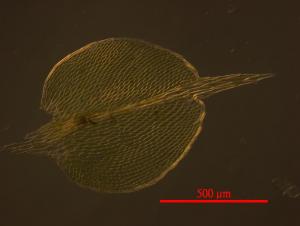 Hypopterygium japonicum Mitt. 東亞孔雀苔(moss) 顯微照